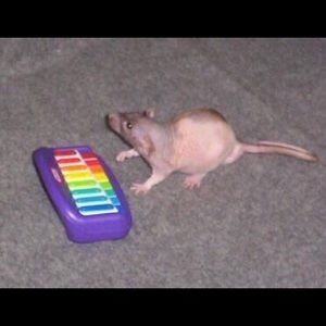 Meet your Posher, Max